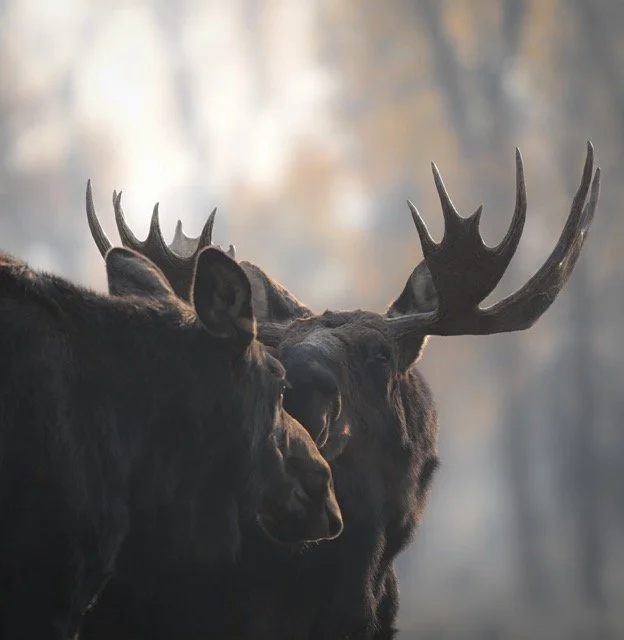 468223203_18370417114188033_7844169825189369234_n Medium.jpeg