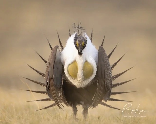 _R8A1891-Edit.jpg-2026-1-18 17.48.2 Medium.jpeg