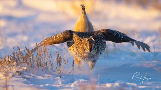 3C5A9314-2-Edit.jpg-2026-1-18 17.48.2 Medium.jpeg