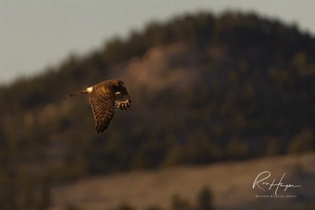 _C5A6308-2-Edit.jpg-2026-1-18 17.48.2 Medium.jpeg