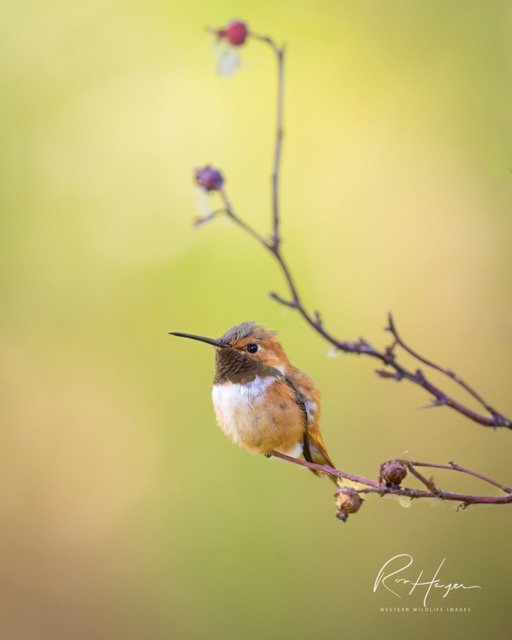 _C5A9456-2-Edit.jpg-2026-1-18 17.48.2 Medium.jpeg