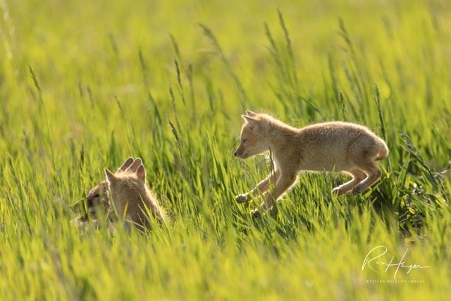 _C5A2623-2-Edit.jpg-2026-1-18 17.48.2 Medium.jpeg