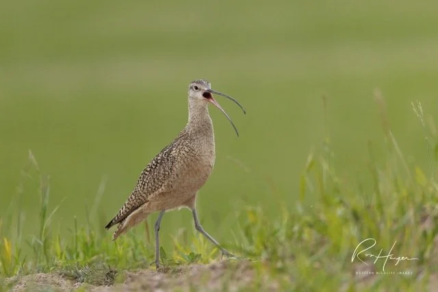 _C5A5942-2.jpg-2026-1-18 17.48.2 Medium.jpeg