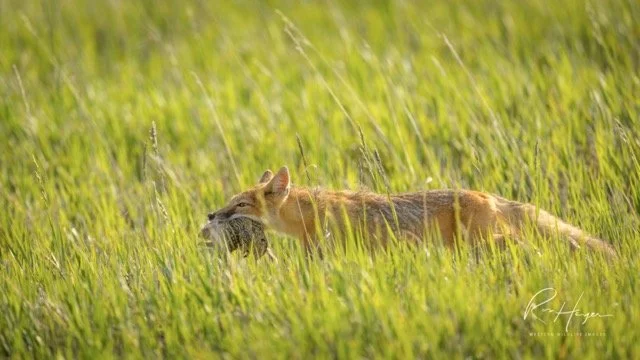 _C5A2301-2-Edit.jpg-2026-1-18 17.48.2 Medium.jpeg