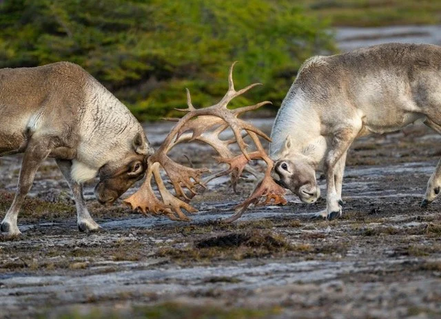 WC9060_Caribou_Woodland_Mark_Raycroft Medium.jpeg