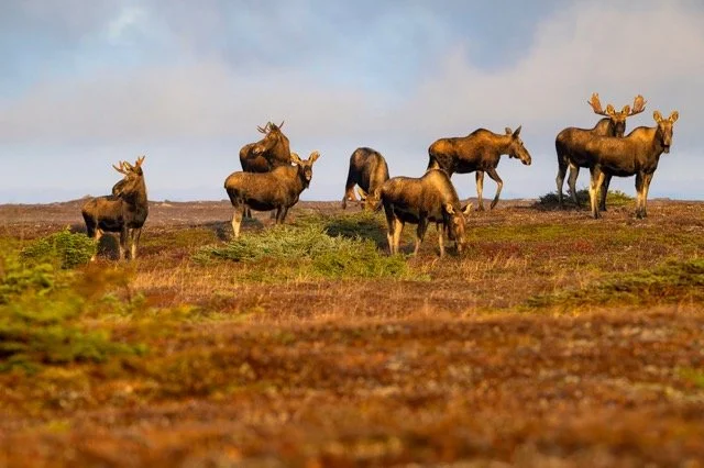 AA27001_Moose_Mark_Raycroft Medium.jpeg