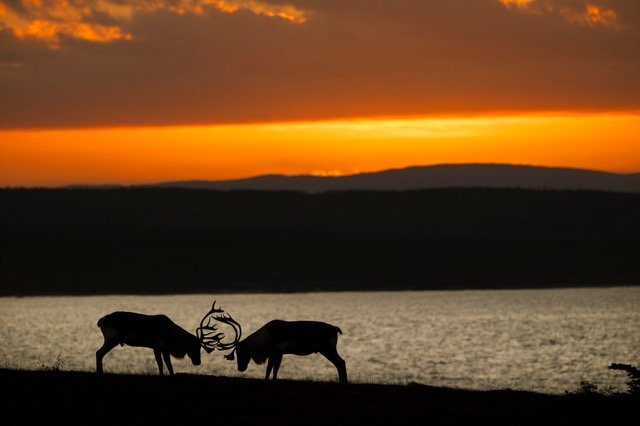 WC9001_Caribou_Woodland_Mark_Raycroft Medium.jpeg