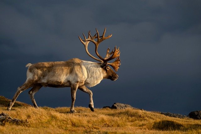 WC9007_Caribou_Woodland_Mark_Raycroft Medium.jpeg
