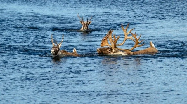 WC9056_Caribou_Woodland_Mark_Raycroft Medium.jpeg