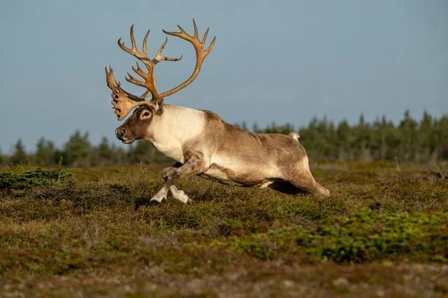 WC9071_Caribou_Woodland_Mark_Raycroft Medium.jpeg