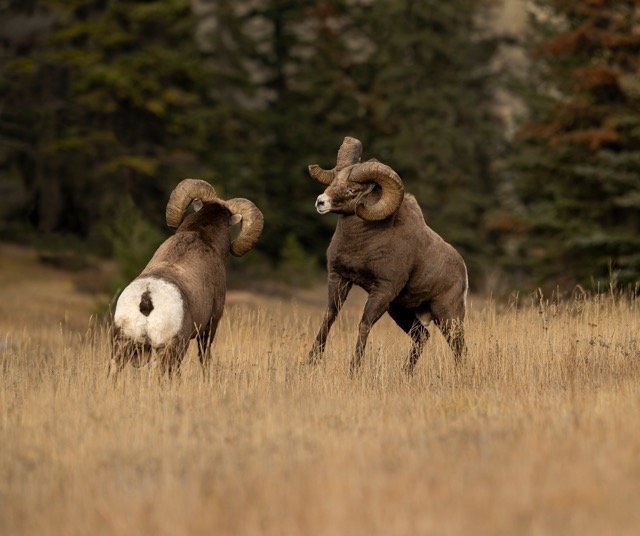 OC2519_Bighorn_Sheep_Mark_Raycroft Medium.jpeg