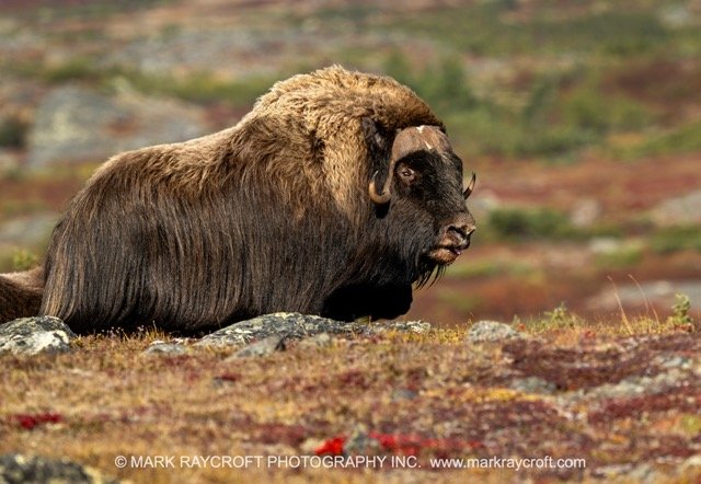 OM0112_Musk_Ox_Mark_Raycroft Medium.jpeg