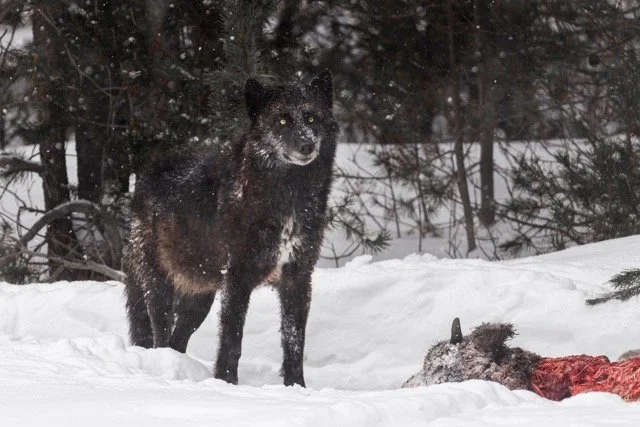 _NT_4613p.jpg-2025-3-10 23.49.29 Medium.jpeg