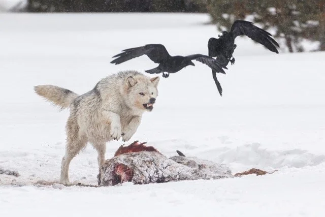 _NT_5667p.jpg-2025-3-10 23.49.29 Medium.jpeg