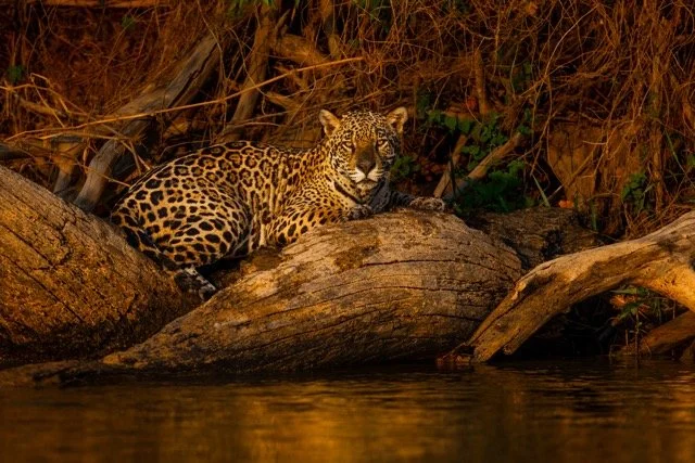 _NT_1004p Medium.jpeg