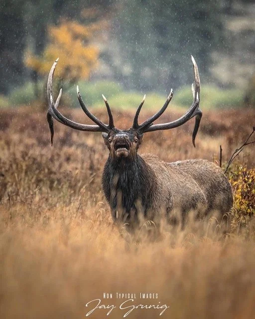 560541767_18056946029554613_7196584232788679341_n Medium.jpeg