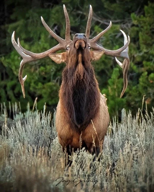 361087581_950893556022234_5463167884592856857_n Medium.jpeg