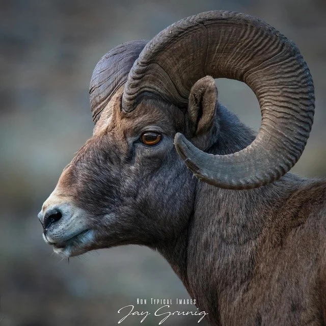 602396765_18330209167245962_8130202943497935508_n Medium.jpeg