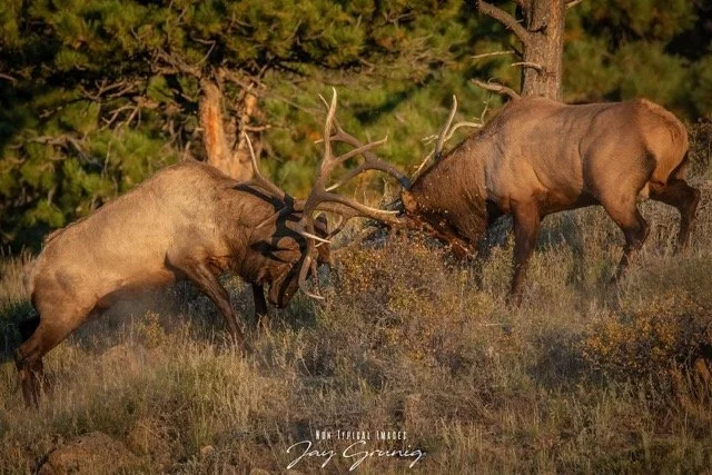 384974229_1088956219128872_4125182768810359847_n Medium.jpeg