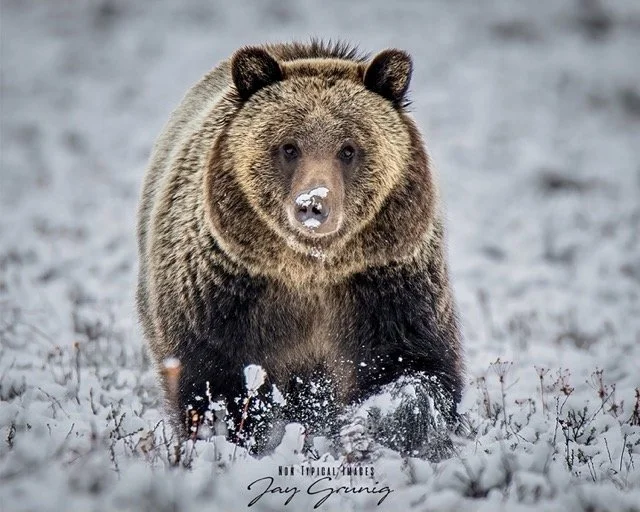 Bonita.jpeg-2026-1-26 19.2.5 Medium.jpeg