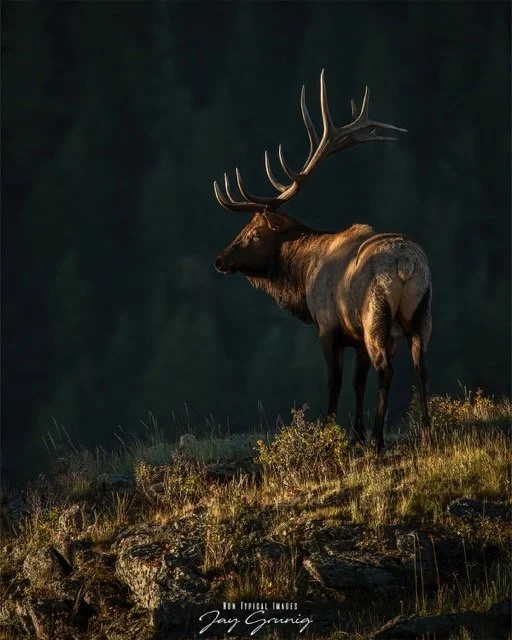 First Light.jpeg-2026-1-26 19.2.5 Medium.jpeg