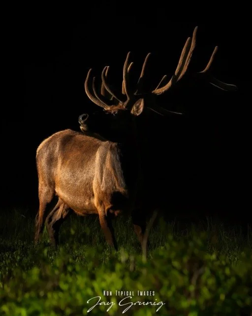 8A0236F1-C57F-492C-9713-04E0BF776971.jpeg-2026-1-26 19.2.5 Medium.jpeg