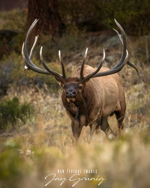 62607EF9-A959-41B2-ACBC-7FED303B86A2.jpeg-2026-1-26 19.2.5 Medium.jpeg