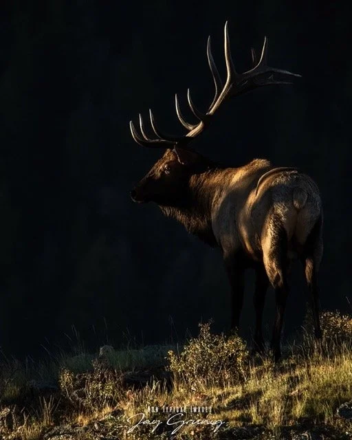 Loftus Lighting Portrait.jpeg-2026-1-26 19.2.5 Medium.jpeg