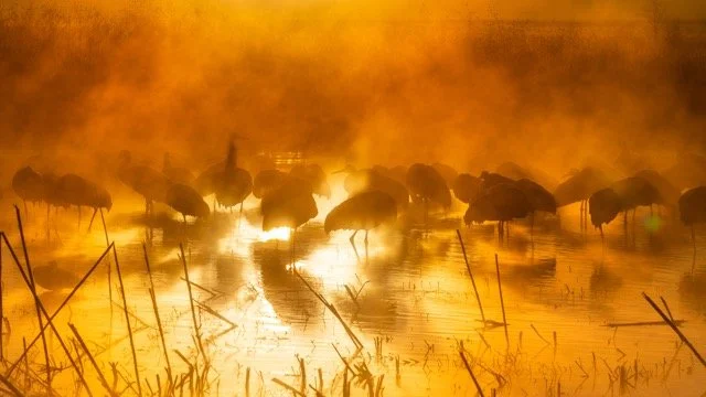 _NT_9663p Medium.jpeg