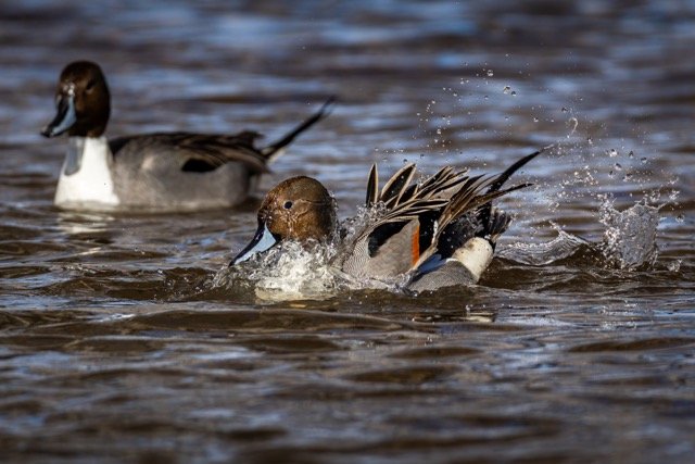 _NT_9684p Medium.jpeg