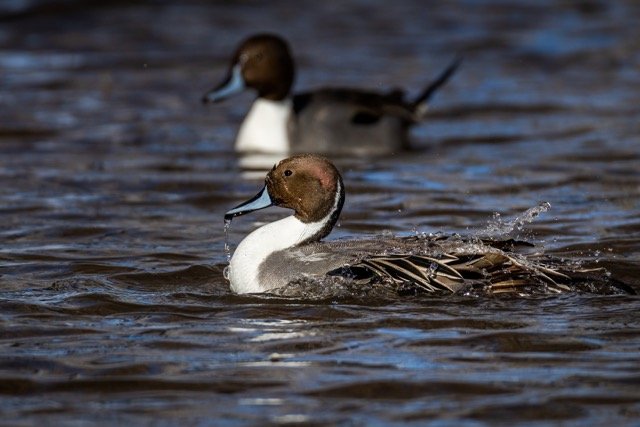 _NT_9645p Medium.jpeg