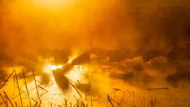 _NT_9540p Medium.jpeg