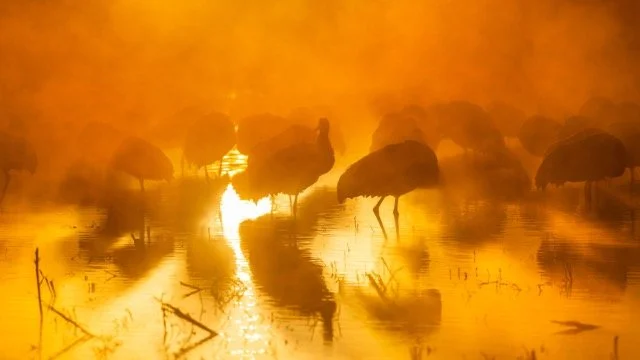 _NT_9396p Medium.jpeg