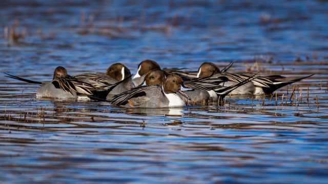 _NT_9293p Medium.jpeg