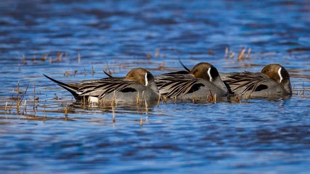 _NT_9360p Medium.jpeg