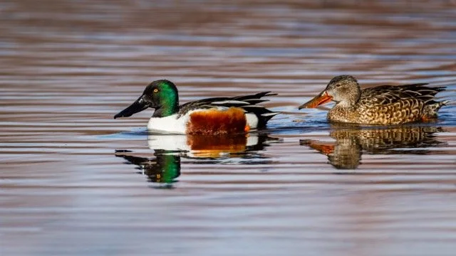 _NT_8371p Medium.jpeg