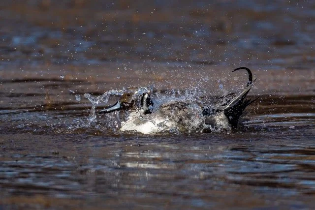 _NT_9047p Medium.jpeg