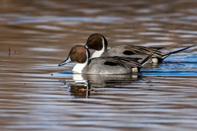 _NT_8355p Medium.jpeg