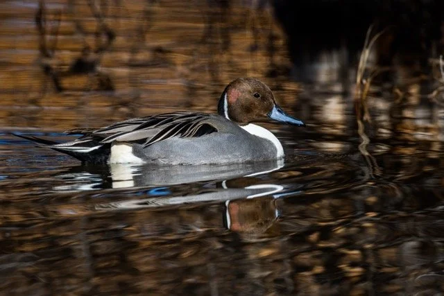 _NT_8244p Medium.jpeg