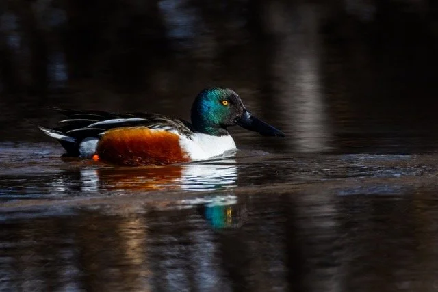 _NT_8346p Medium.jpeg