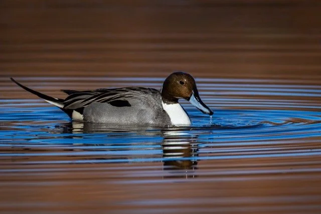 _NT_7973p Medium.jpeg