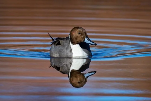 _NT_8115p Medium.jpeg