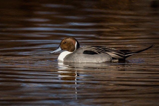 _NT_7715p Medium.jpeg