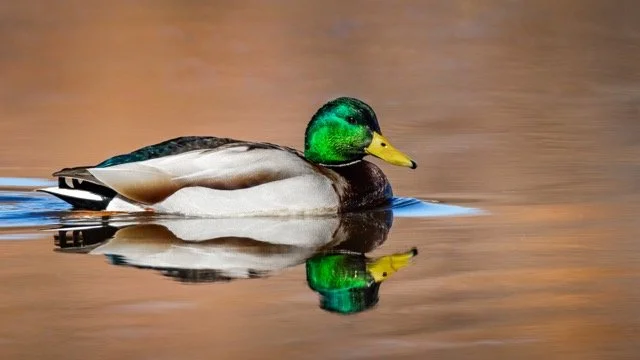 _NT_7769p Medium.jpeg