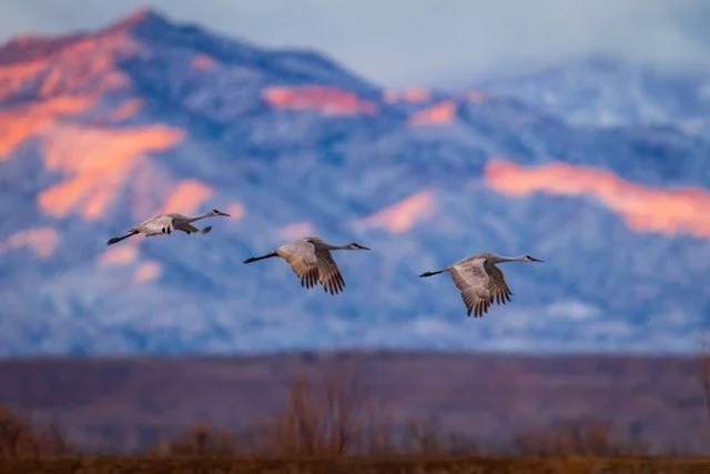 _NT_7158p Medium.jpeg