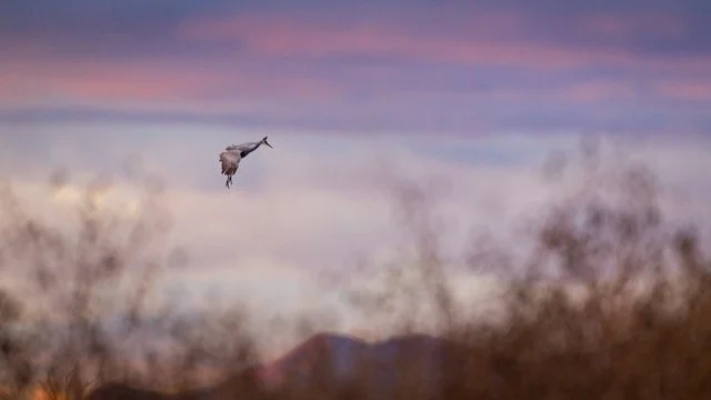 _NT_7152p Medium.jpeg