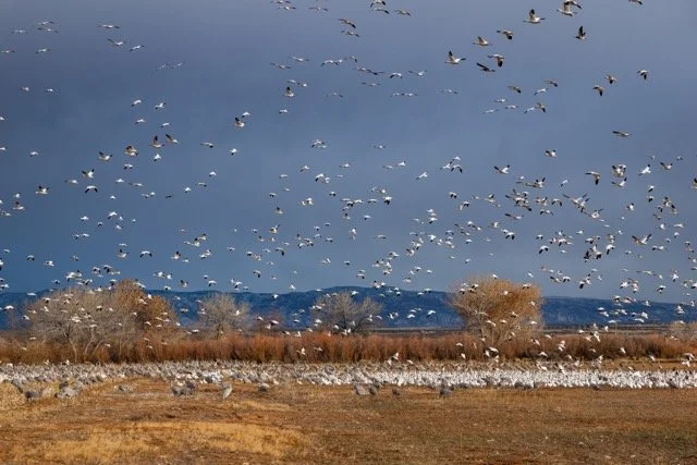 _NT_6888p Medium.jpeg