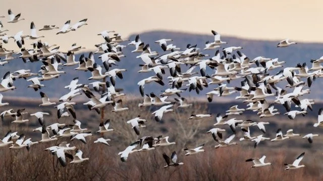 _NT_6706p Medium.jpeg