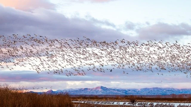 _NT_6702p Medium.jpeg