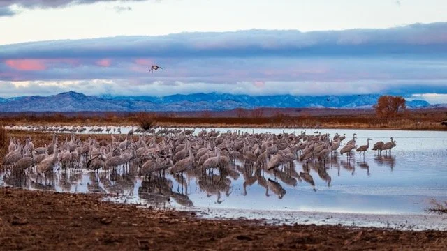 _NT_6661p Medium.jpeg